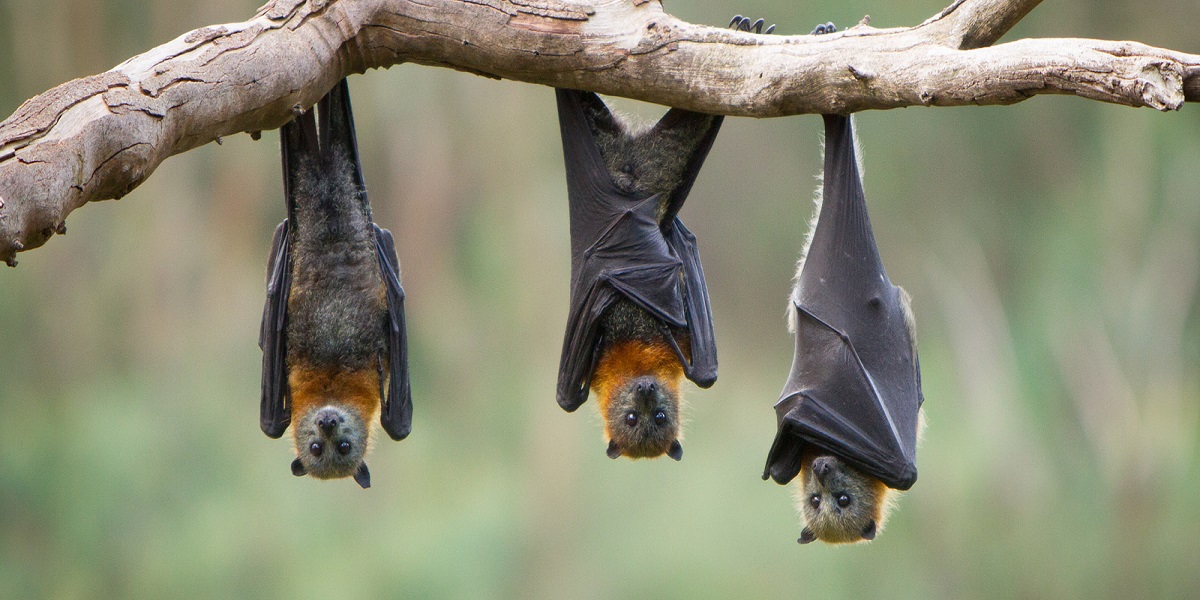 How-to-naturally-get-rid-of-bats-in-your-house