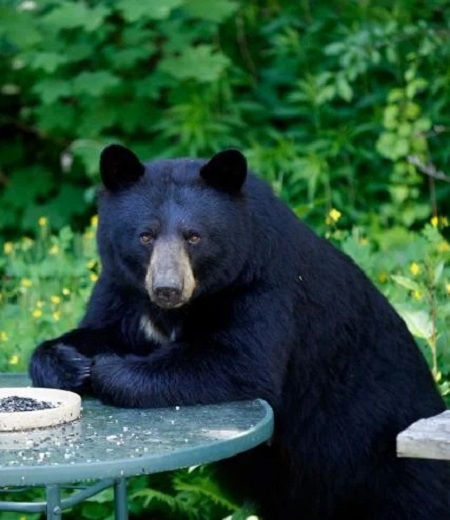 Keep-Bears-Away-from-Your-Compost
