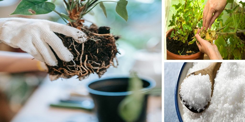 Keep-Your-Houseplants-Happy-by-Following-These-Ten-Steps