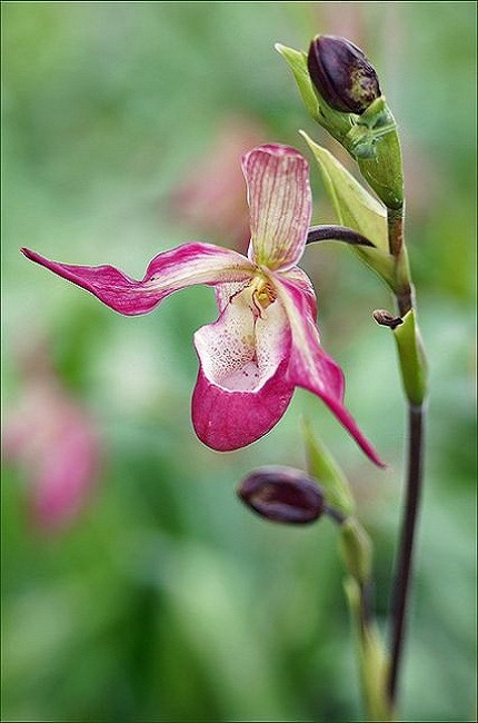 Ladys-Slipper-Orchid