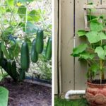 Learn-the-Secret-to-Growing-Cucumbers-Vertically