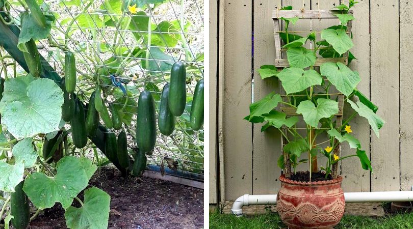 Learn-the-Secret-to-Growing-Cucumbers-Vertically