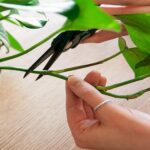 Methods-for-Rooting-Indoor-Plant-Cutting