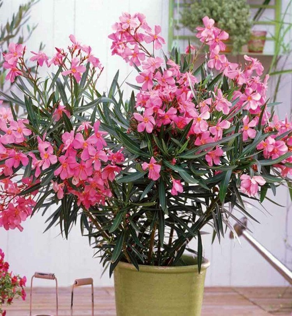 Oleander