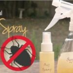 One-ingredient Remedies To Get Rid Of Bugs in Your Home