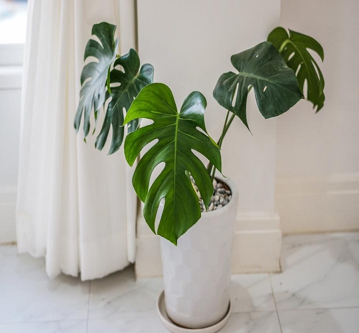 Philodendrons