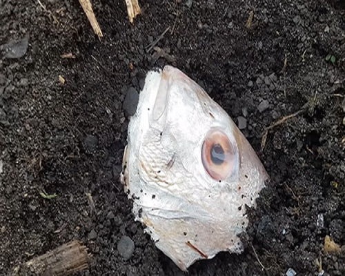 Put-Fish-Head-into-the-Potting-Hole