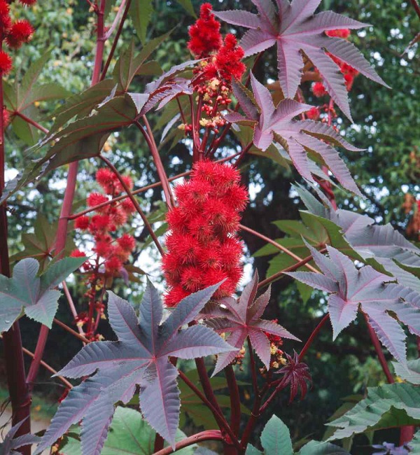 Ricinus