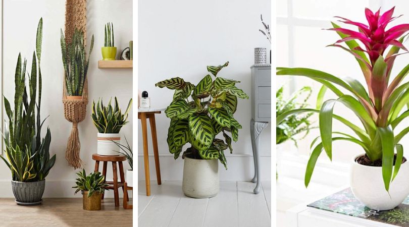Top-12-Houseplants-That-Can-Live-With-Almost-No-Sunlight