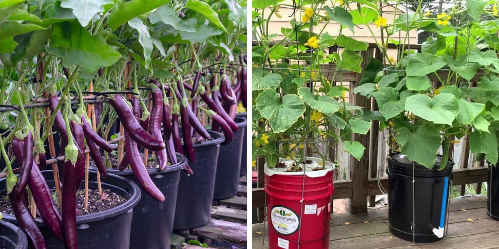 Top 15 Fruits & Veggies That Thrive In 5 Gallon Buckets