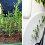 Top-5-Herbs-for-Propagating-From-Cuttings