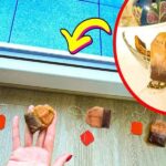 Use-This-Easy-Tea-Bag-Method-to-Keep-Rodents-Out-of-Your-Home