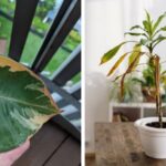 What-Causes-Indoor-Plants-to-Turn-Brown-at-the-Tips
