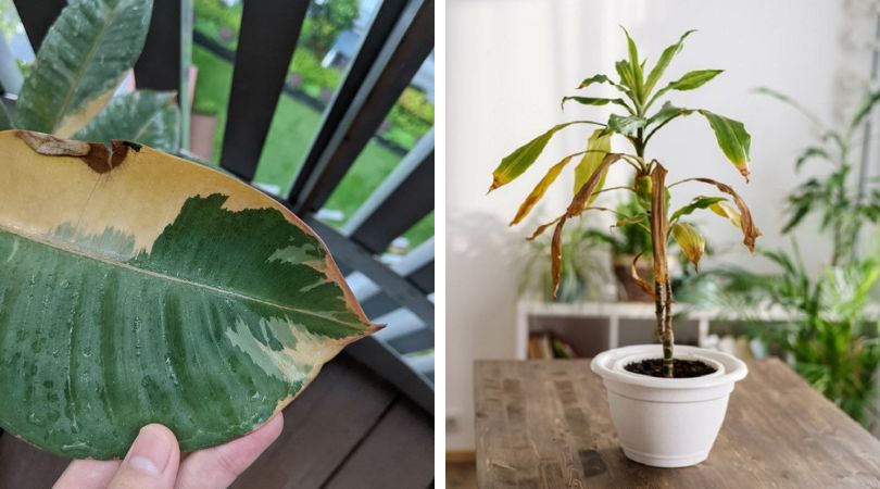 What-Causes-Indoor-Plants-to-Turn-Brown-at-the-Tips