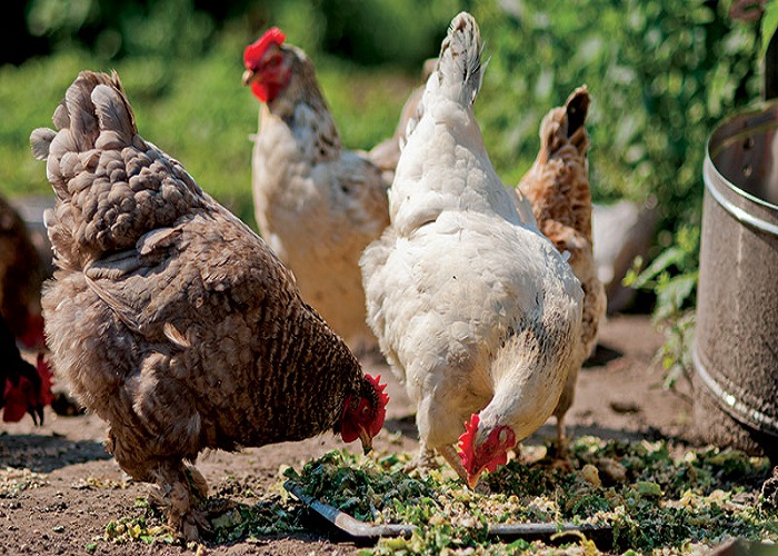 chicken-feeder-flock