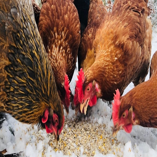 chickend-feeder-winter