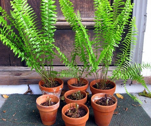 divide-and-replant-ferns