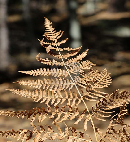 frost-on-a-fern