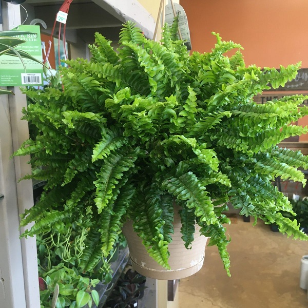 overgrown-fern-saving-ferns