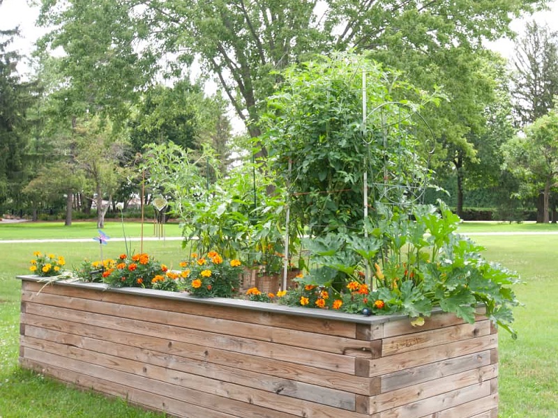 raised-bed-tomatoes