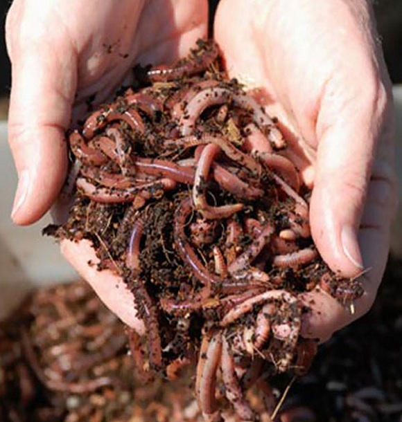 vermicompost