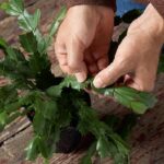 10-Things-Every-Christmas-Cactus-Owner-Should-Know