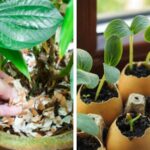 15-Clever-Ways-to-Use-Eggshells