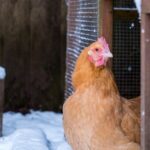 3-Safe-Ways-to-Keep-Your-Chicken-Coop-Warm-and-Cozy