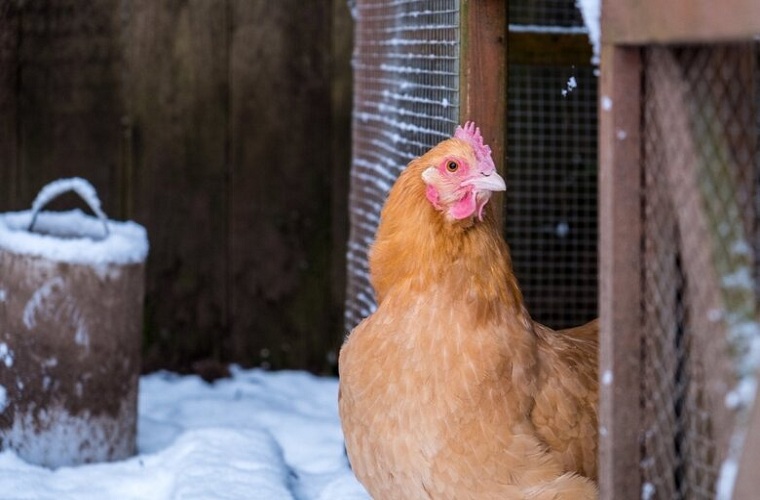 3-Safe-Ways-to-Keep-Your-Chicken-Coop-Warm-and-Cozy