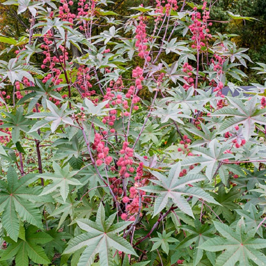 Castor-Bean-Plant