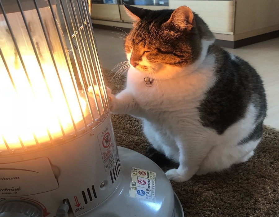 Cats-are-naturally-drawn-to-the-comforting-heat-of-a-space-heater