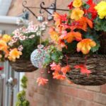 Grow-Your-Hanging-Baskets-From-Seed-This-Year
