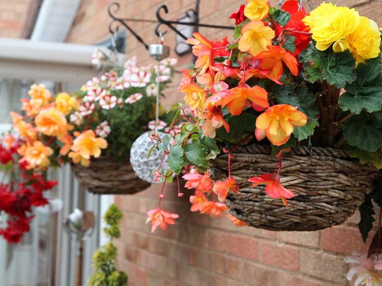 Grow-Your-Hanging-Baskets-From-Seed-This-Year
