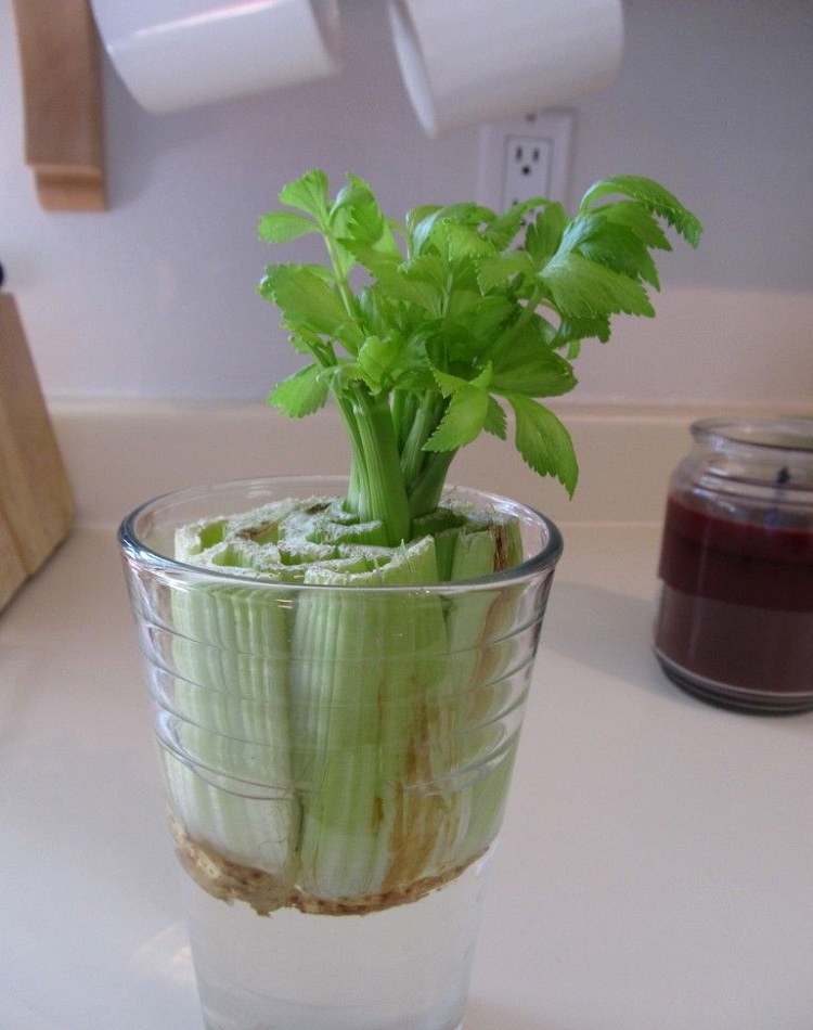 Grow-celery
