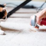 How-to-Get-Rid-Of-Cat-Urine-Smell-from-Carpet-Wood-Upholstery-and-Other-Fabric