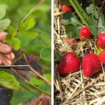 How-to-Get-the-Best-Strawberry-Crop-Year-After-Year-7-Easy-Tips