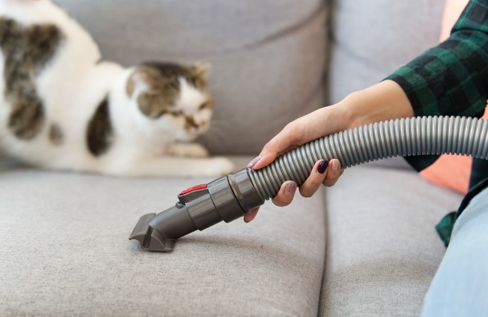 How-to-Remove-Cat-Pee-Smell-from-a-Couch