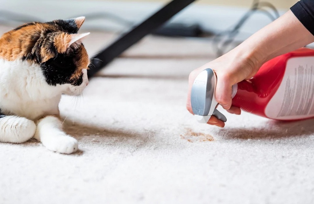 How-to-Remove-Cat-Urine-Smell-from-Carpet