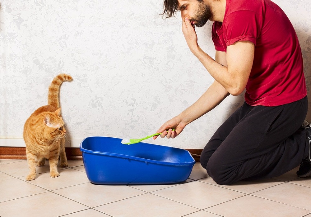 How-to-Remove-the-Smell-of-Cat-Urine-from-Your-House