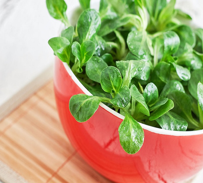 LAMBS-LETTUCE