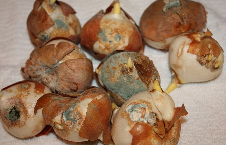 Look-for-signs-of-mold-and-moisture-on-stored-bulbs-and-tubers