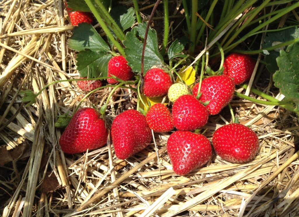 Mulch-Strawberry-Plants