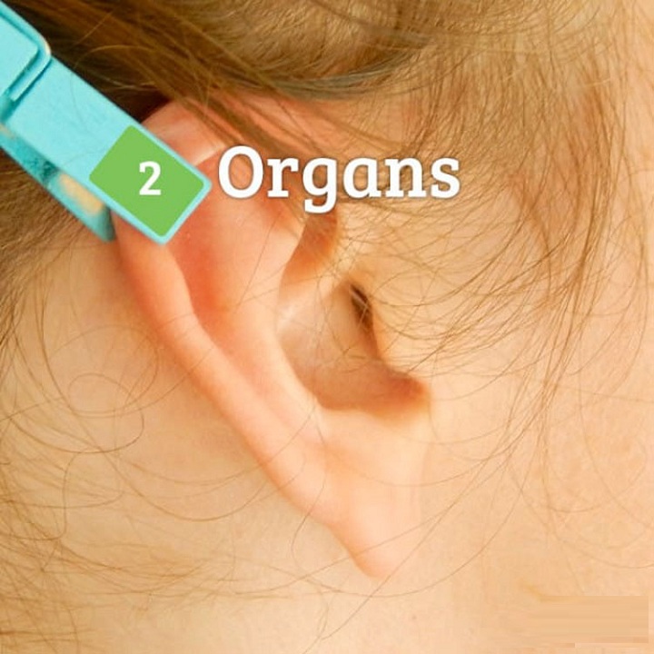 Organs