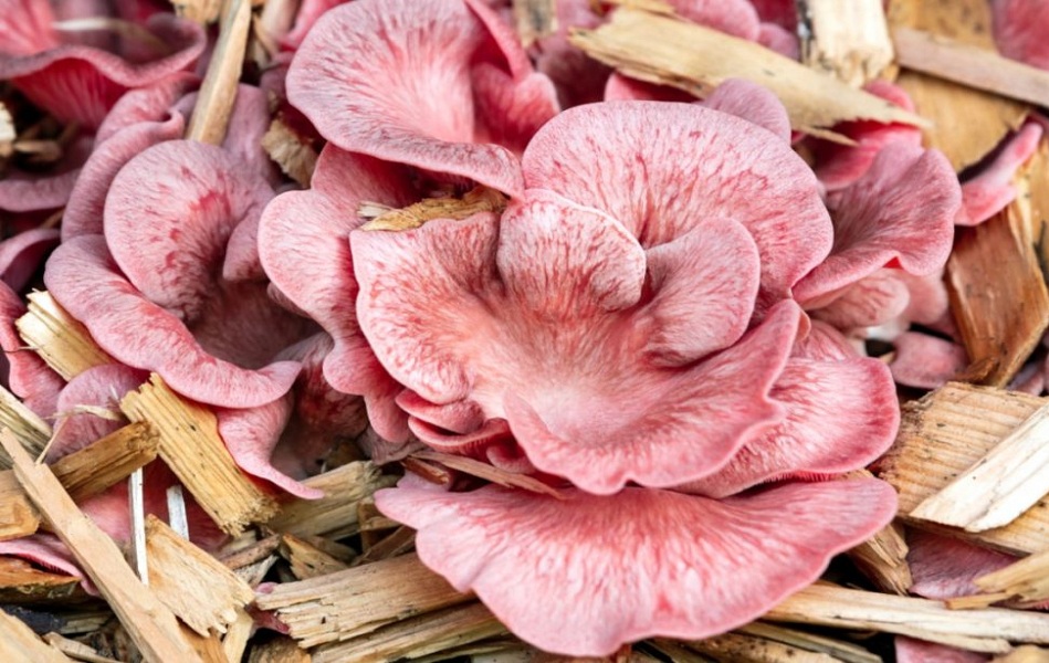 PINK-OYSTER-MUSHROOMS