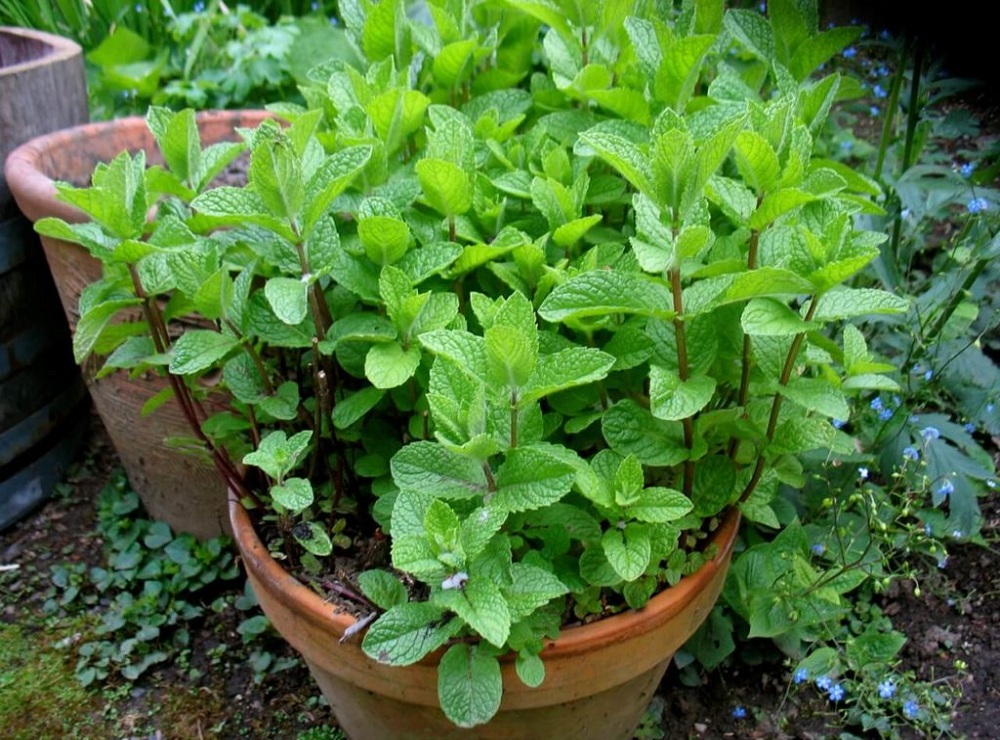 POTTED-MINT