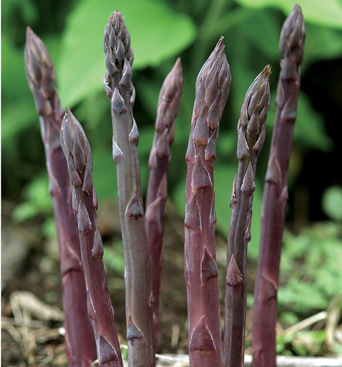 PURPLE-ASPARAGUS