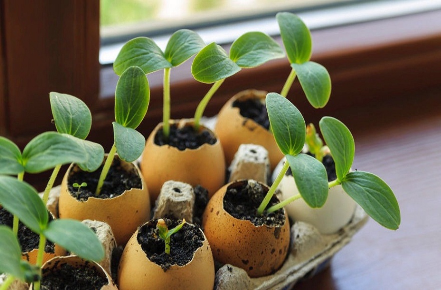 Plant-seeds-indoors-using-eggshells