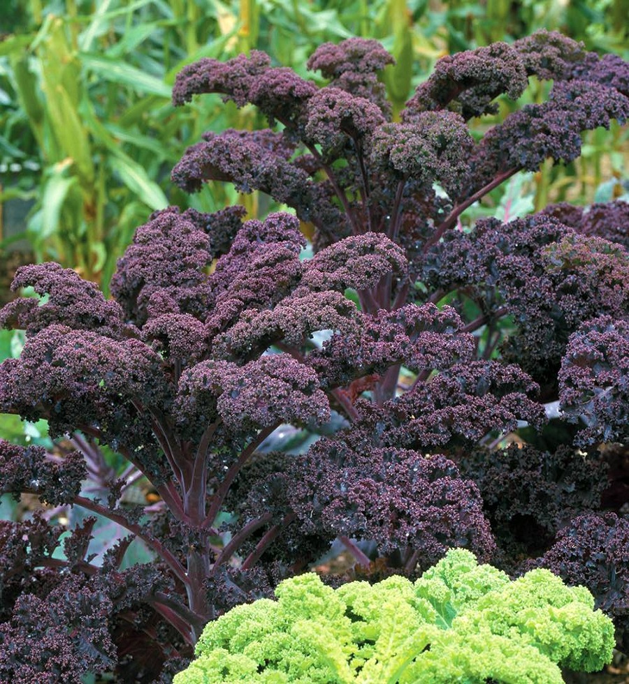 RED-KALE