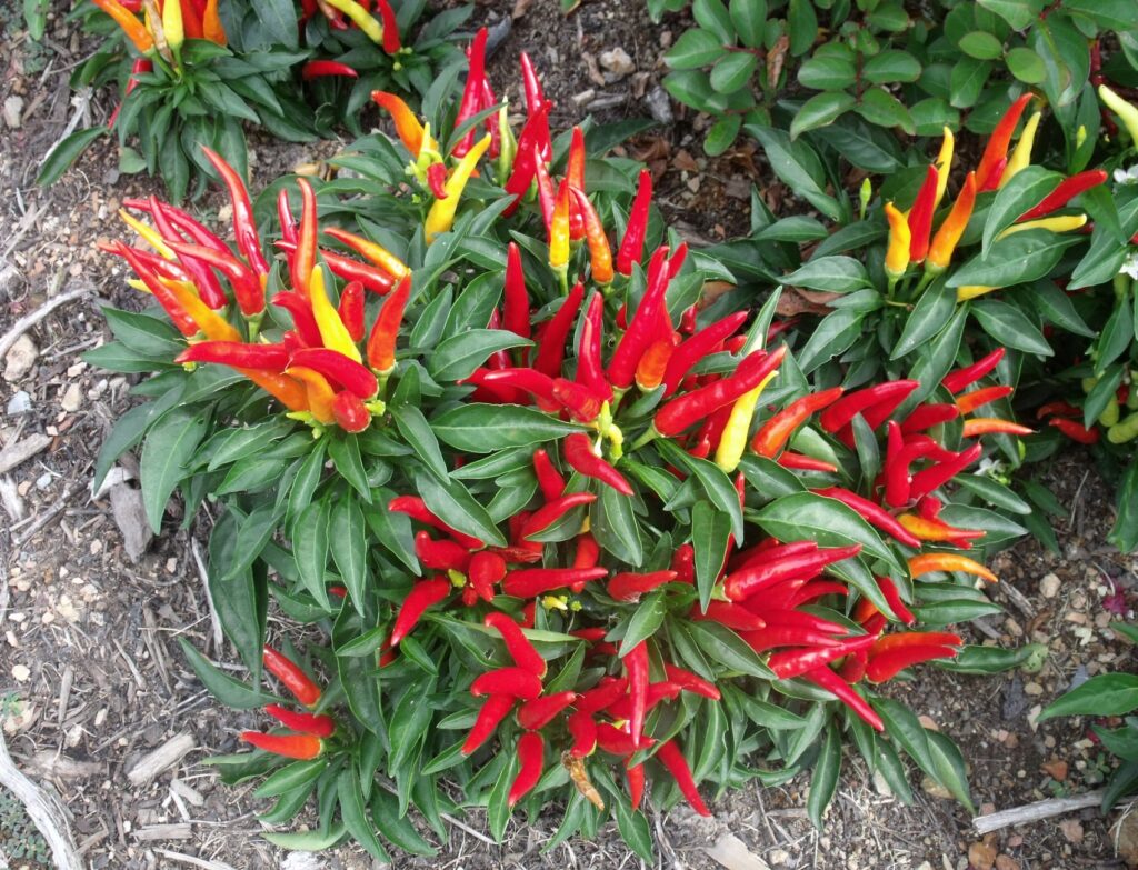 SUPER-HOT-CHILLIES