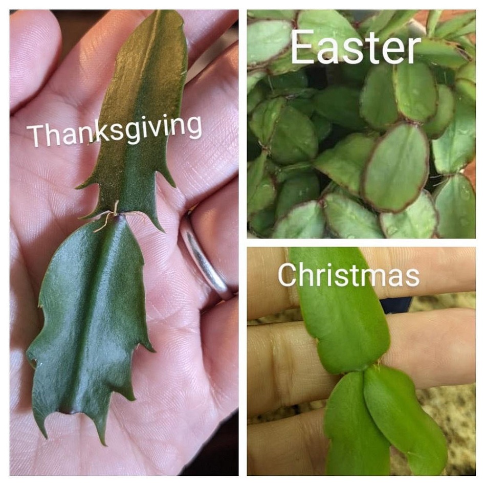So-why-are-Thanksgiving-cactuses-marketed-as-Christmas-cacti